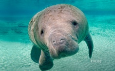 Manatee1920x12003-13-2012 2_33_12 PM Bing Desktop